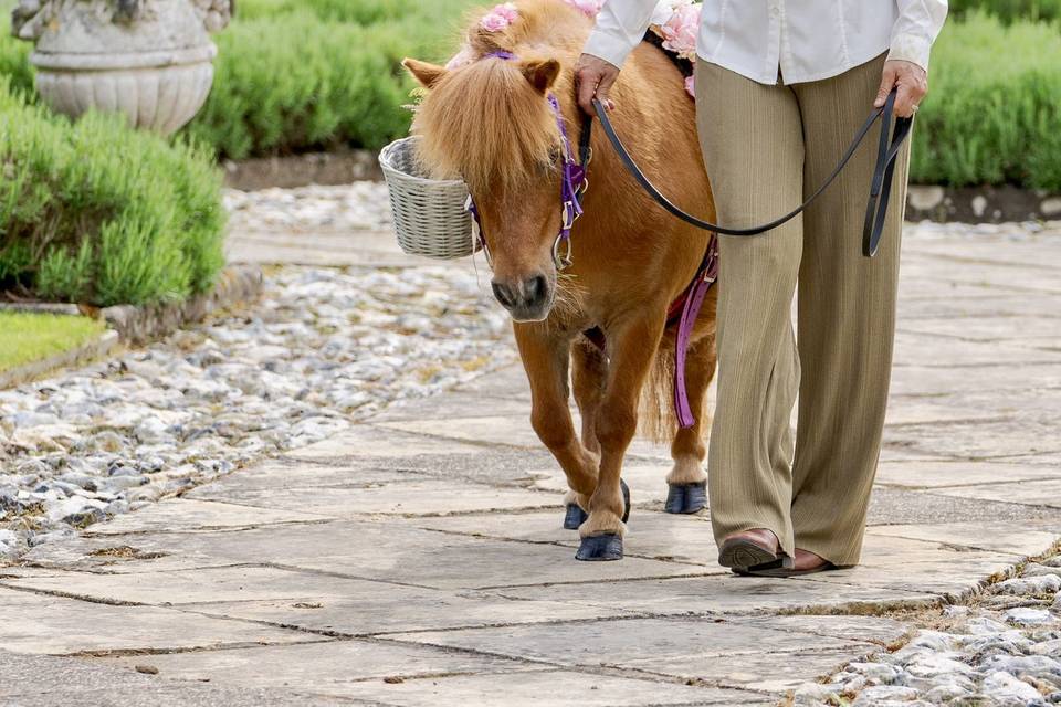 Confetti pony - Hengrave Hall