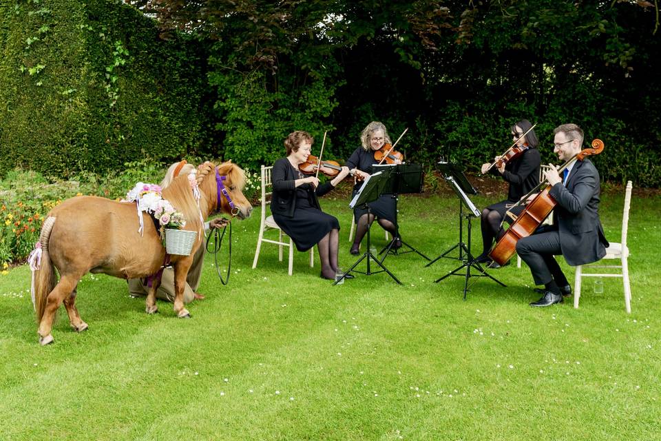 Confetti pony - Hengrave Hall