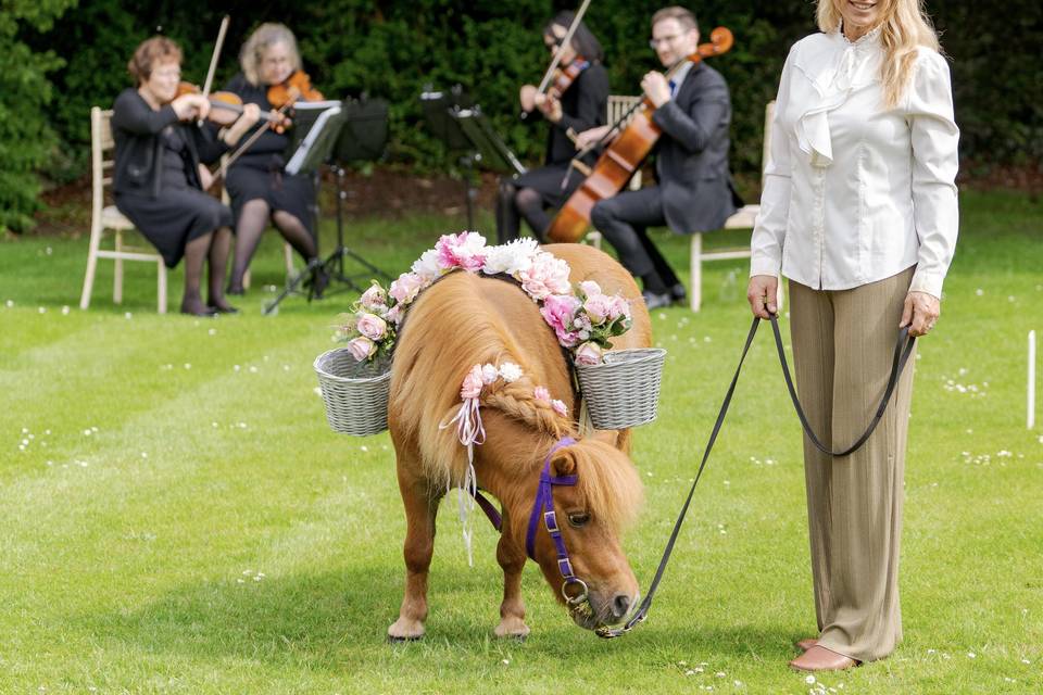 Confetti pony - Hengrave Hall