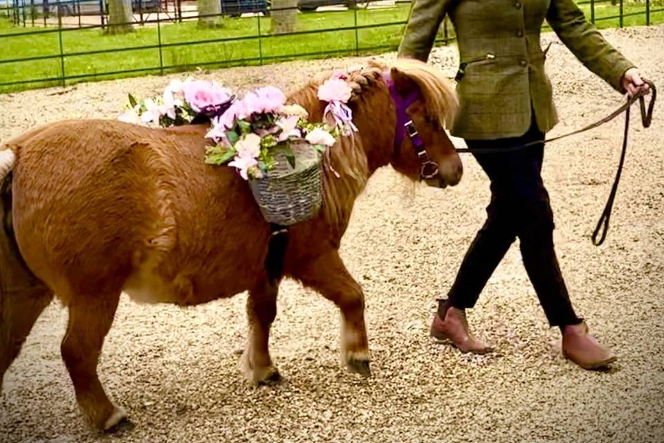 Wedding ponies