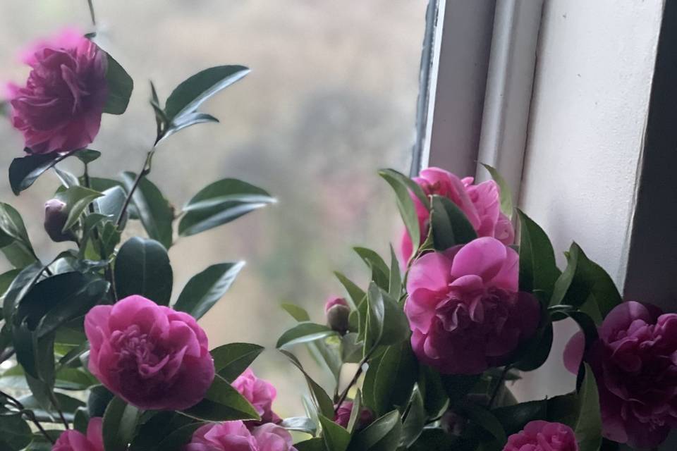 Floral displays