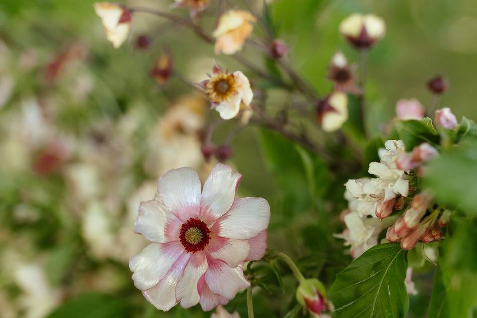 Ranunculus