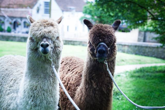 Alpaca Evolution in Buckinghamshire Something Different