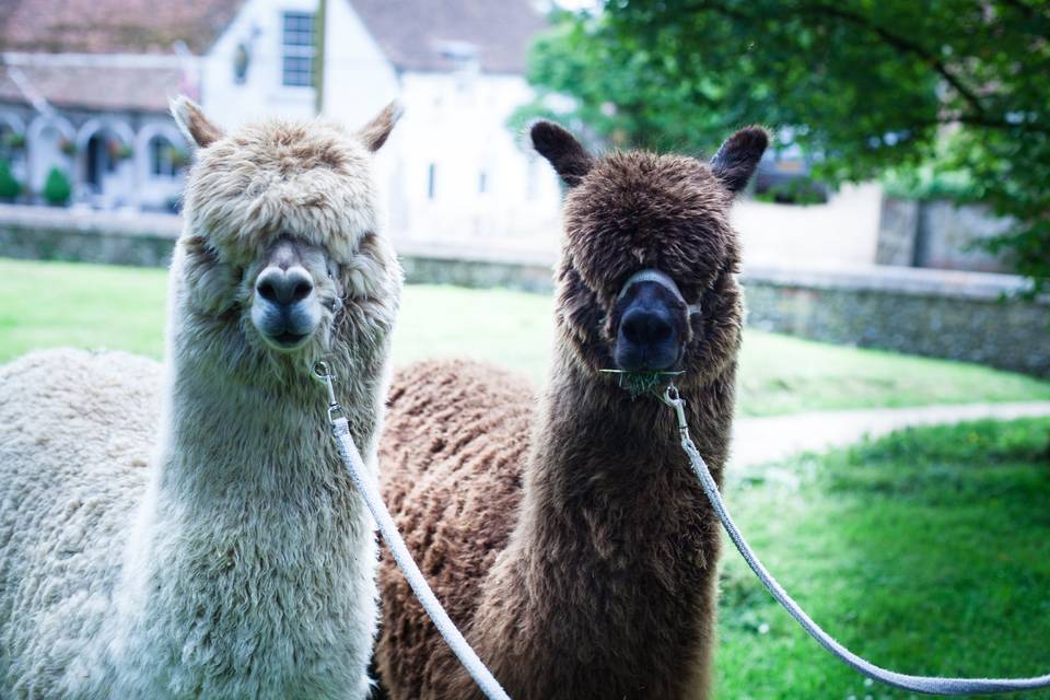 Extra special wedding guests!