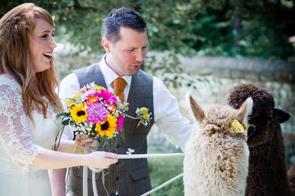 Alpacas at a wedding