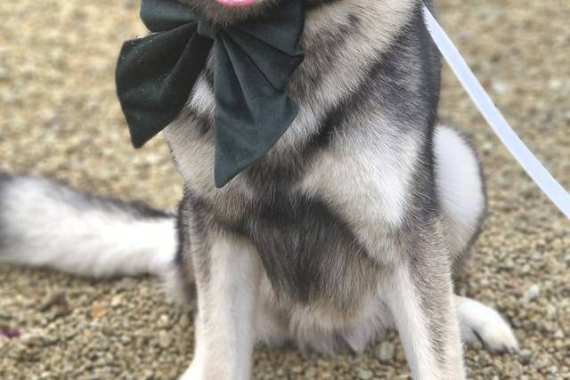 🐾