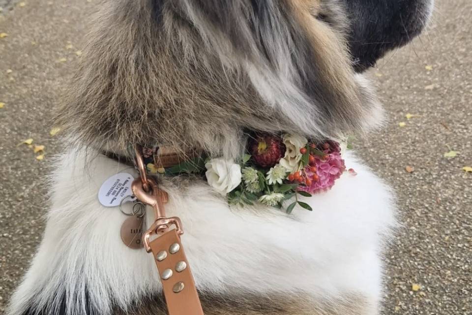 🐾