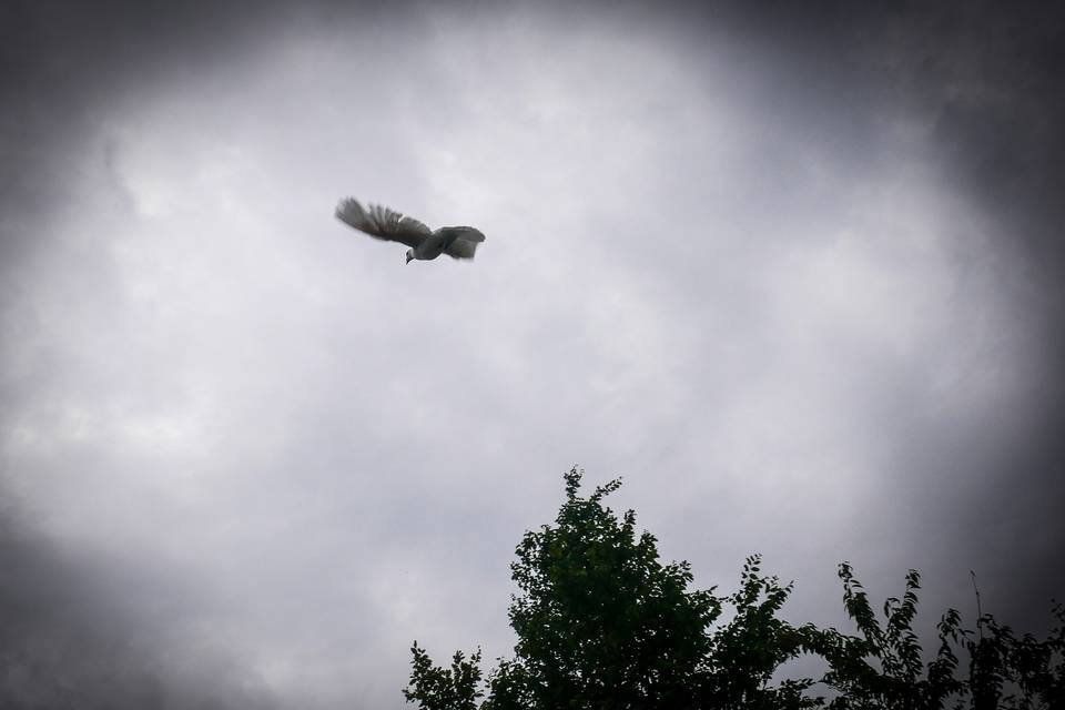 Dove release