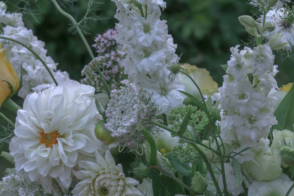 Dahlias & Delphiniums