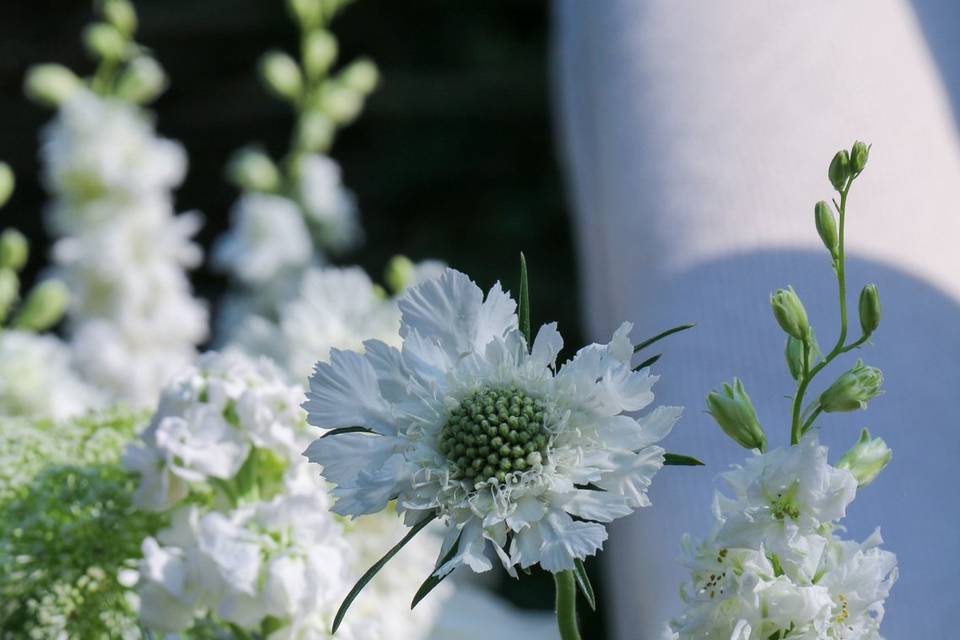 Flower meadow