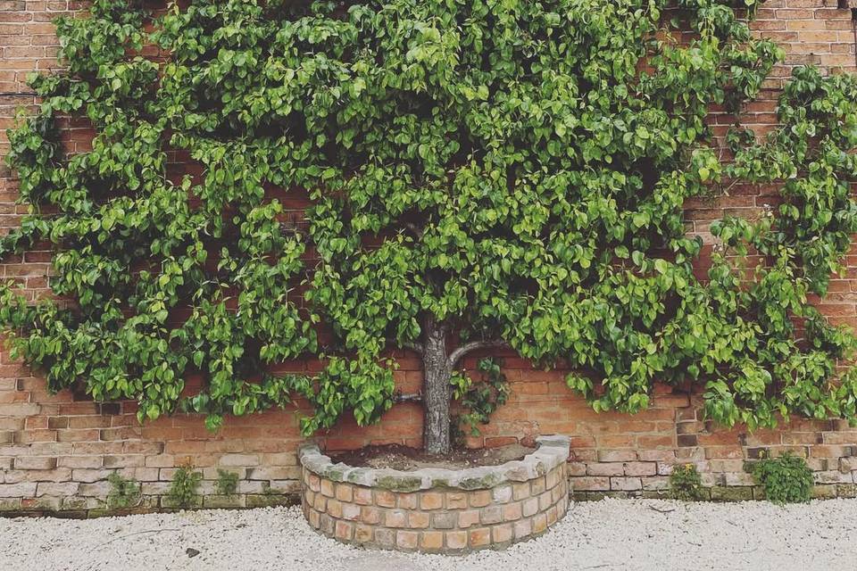Peartree in courtyard
