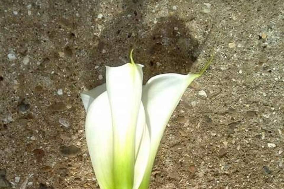 Calla Lily Bouquet