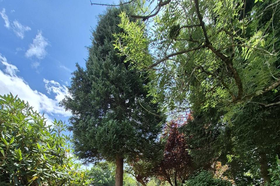 Pathway to Rear Gardens