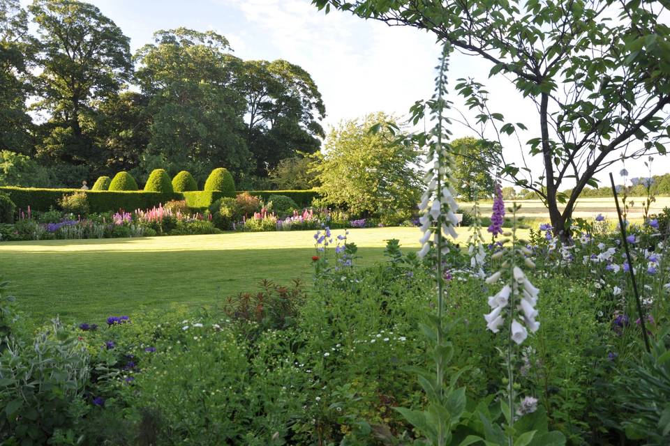 Lupins at Eggington House