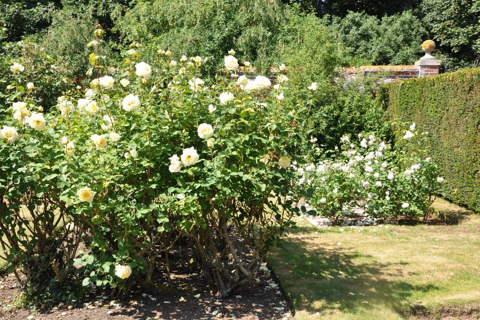 The Rose Gardens