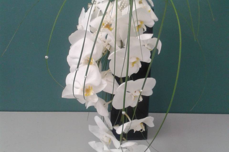 Pure white contemporary orchid
