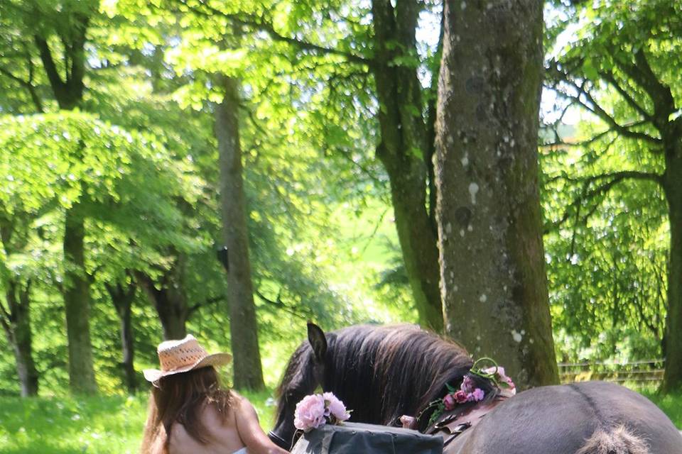 Ponies on the grounds