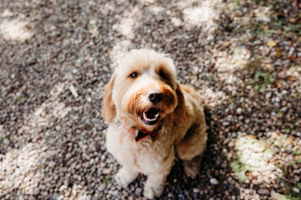 Dog friendly
