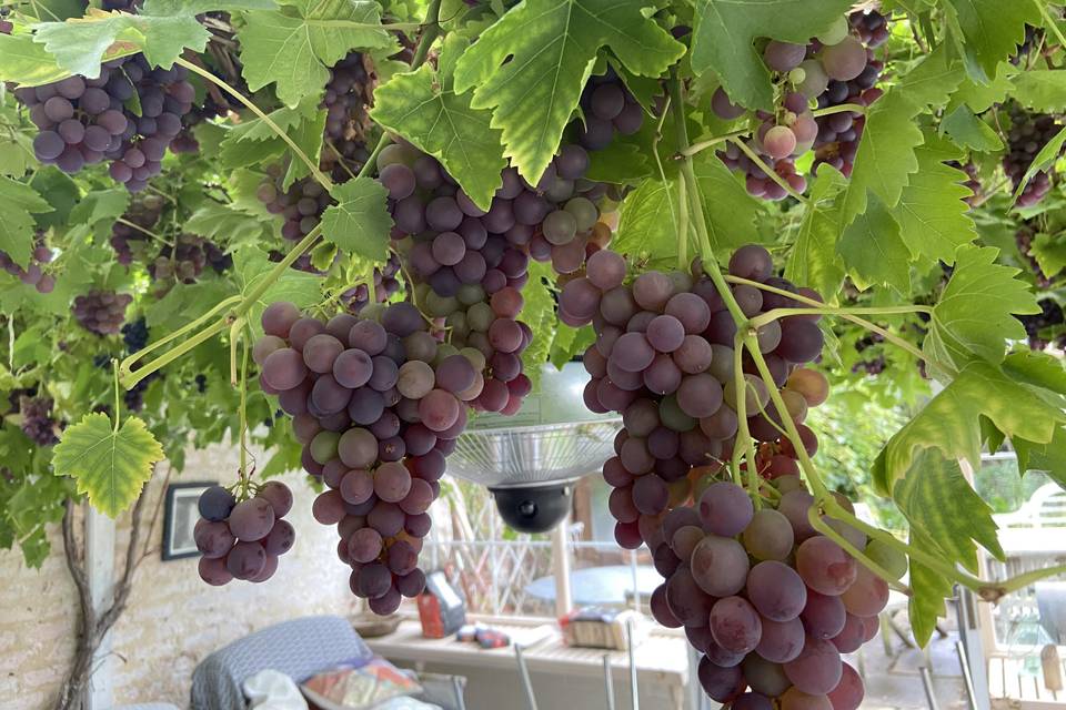 Grapes in Conservatory