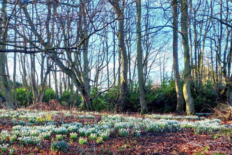 Snow drops in the large wood