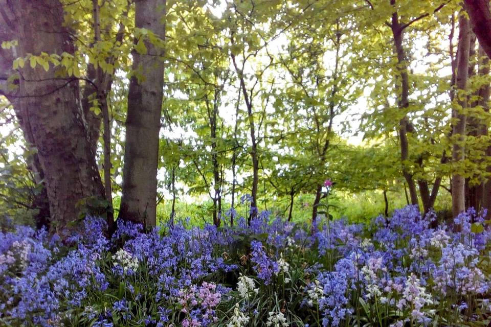 Bluebells in the woods