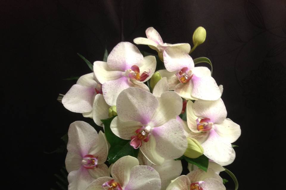 Phalenopsis orchid Teardrop