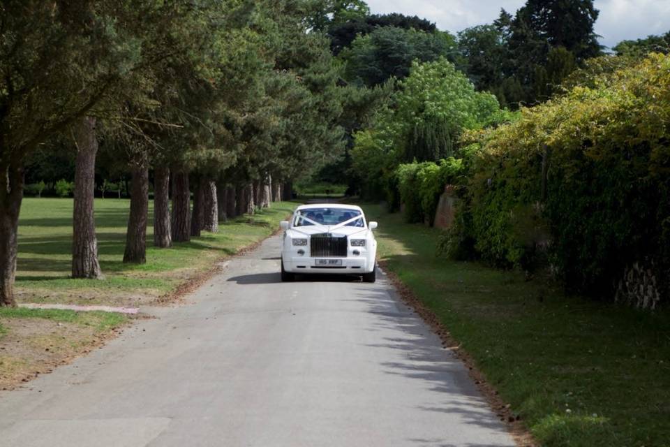 Tree-lined driveway