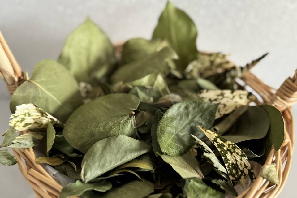 Beautiful leaves
