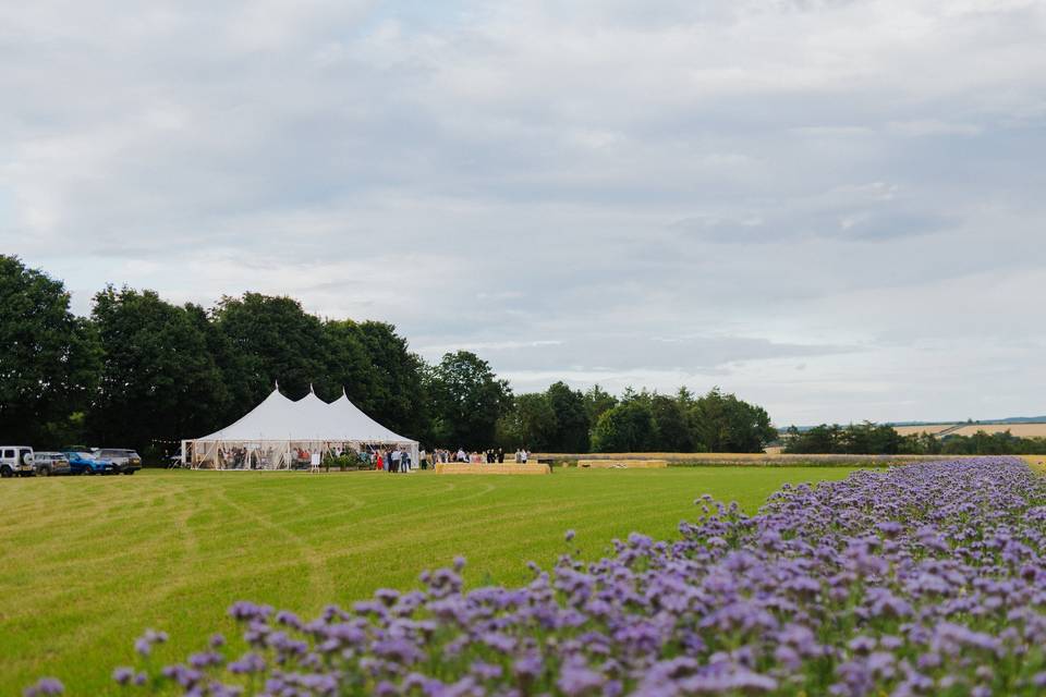 Wildflower border