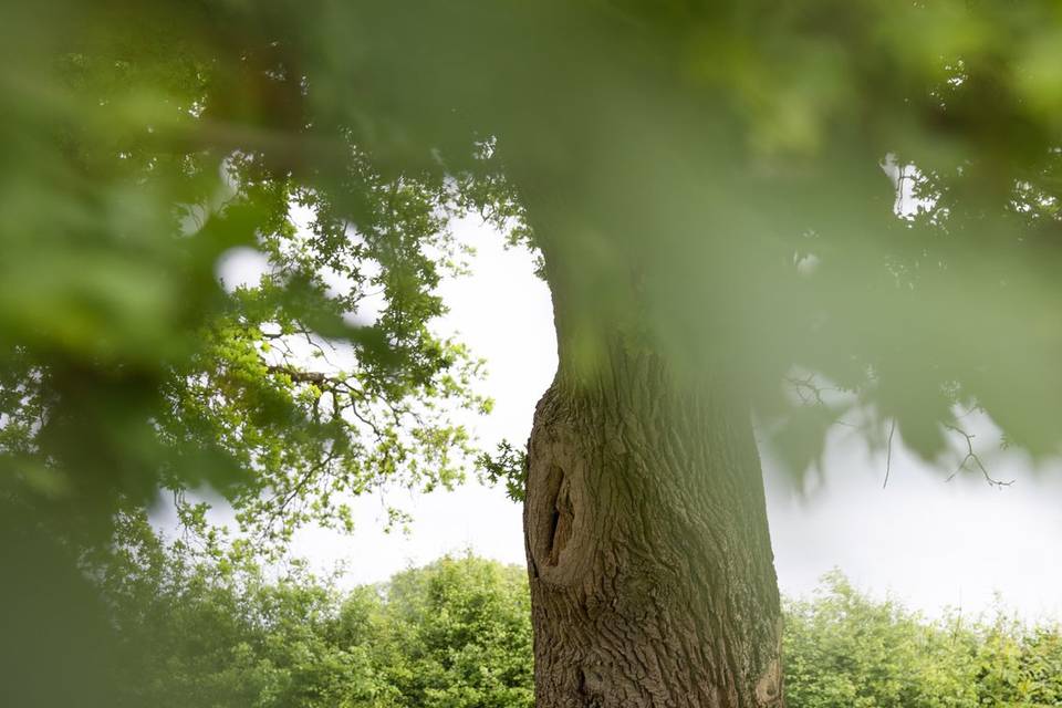 Oak Tree