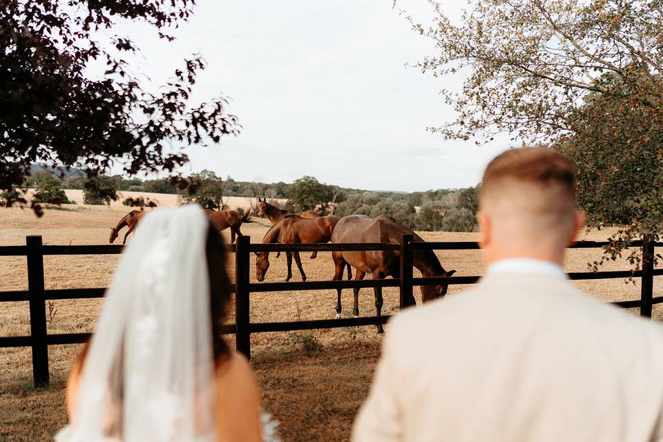 Horses
