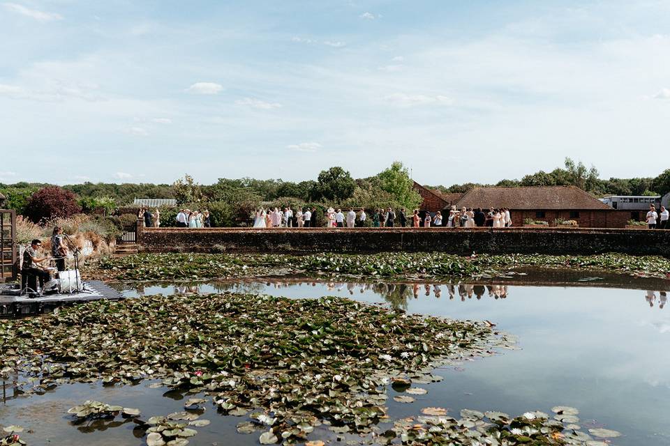Lily pond