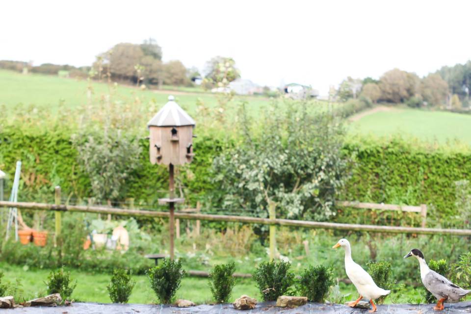 Cornish countryside views