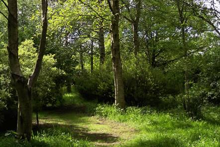Woodland surroundings