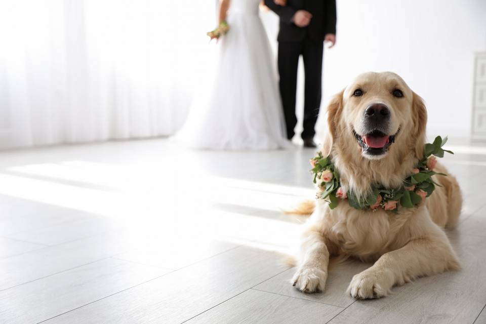 Coral Mike Dog Trainer / Canine Wedding Chaperone