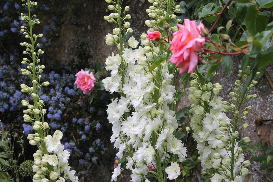 Delphiniums