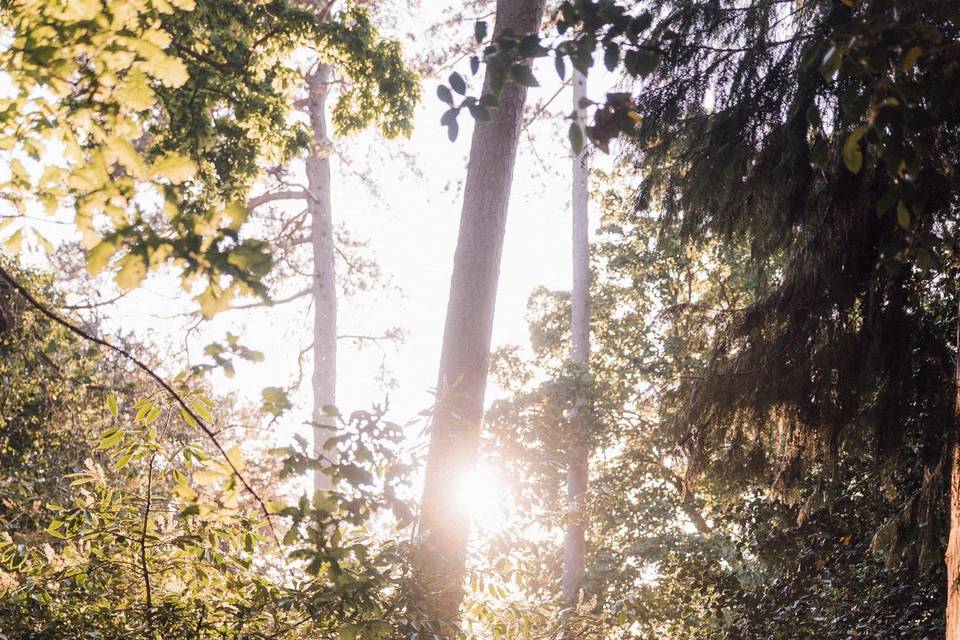Gorgeous Woodlands