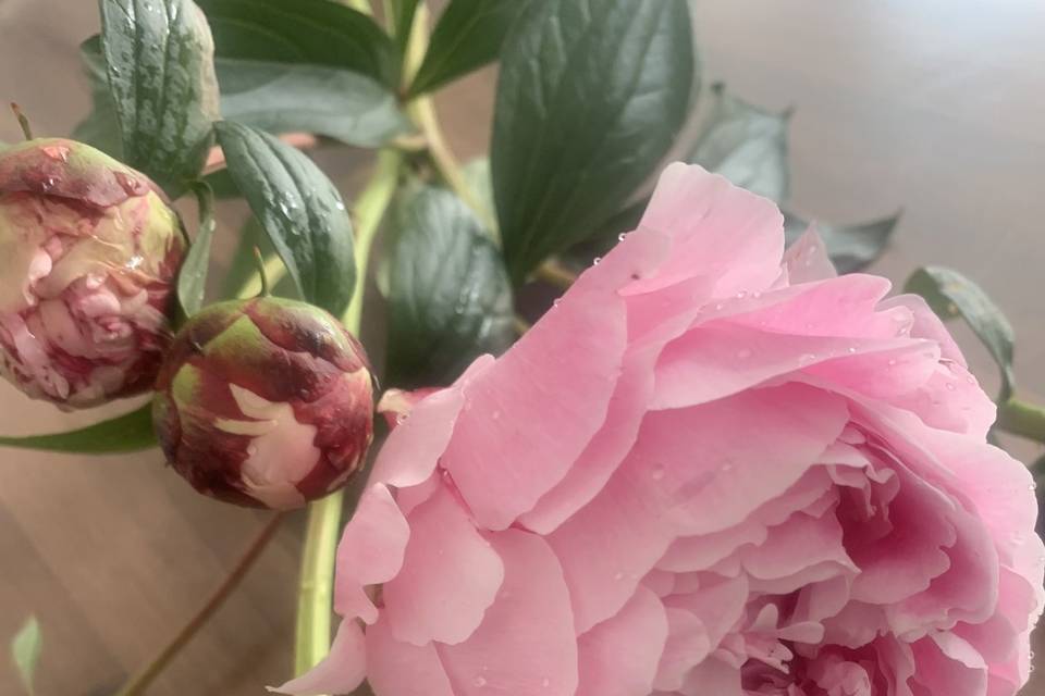 Peony