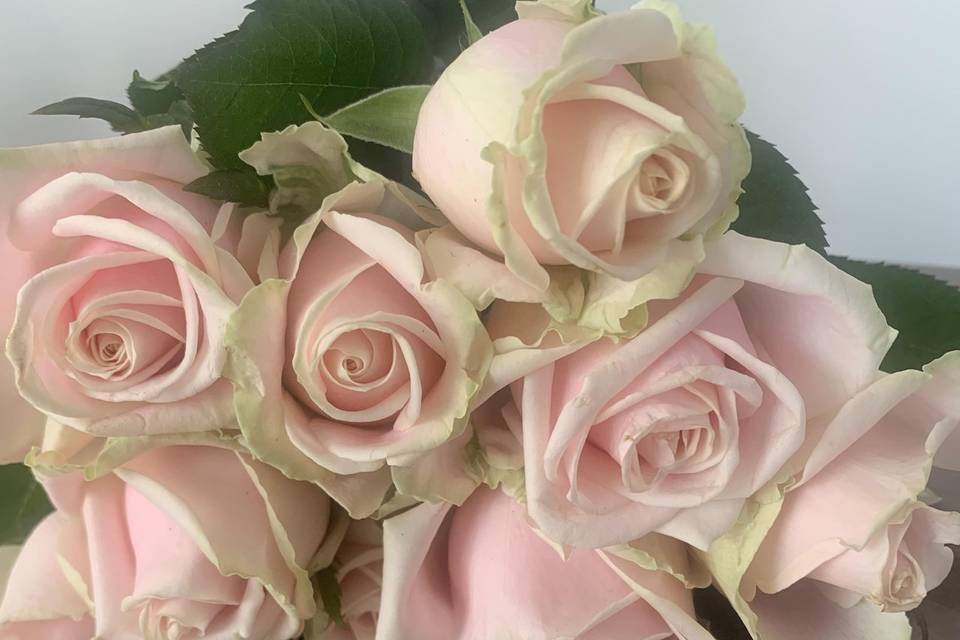 Blush Rose