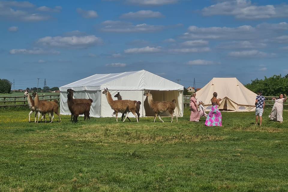 Llamas as VIP guests!