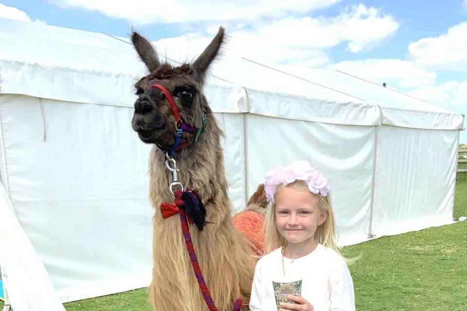 A guest with a llama