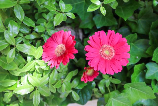 Close-up bloom