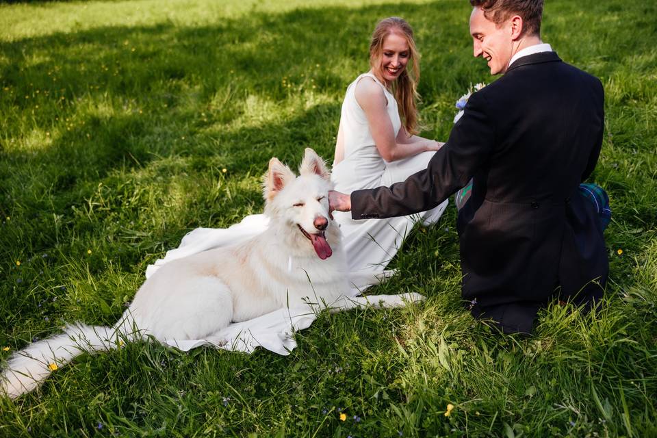 Dogs at weddings