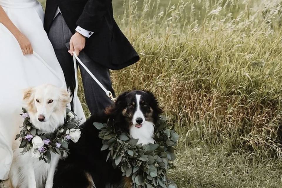 Wedding pups