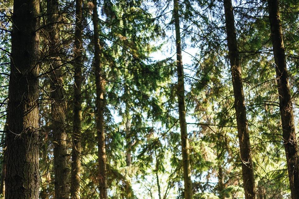 Couple in woods