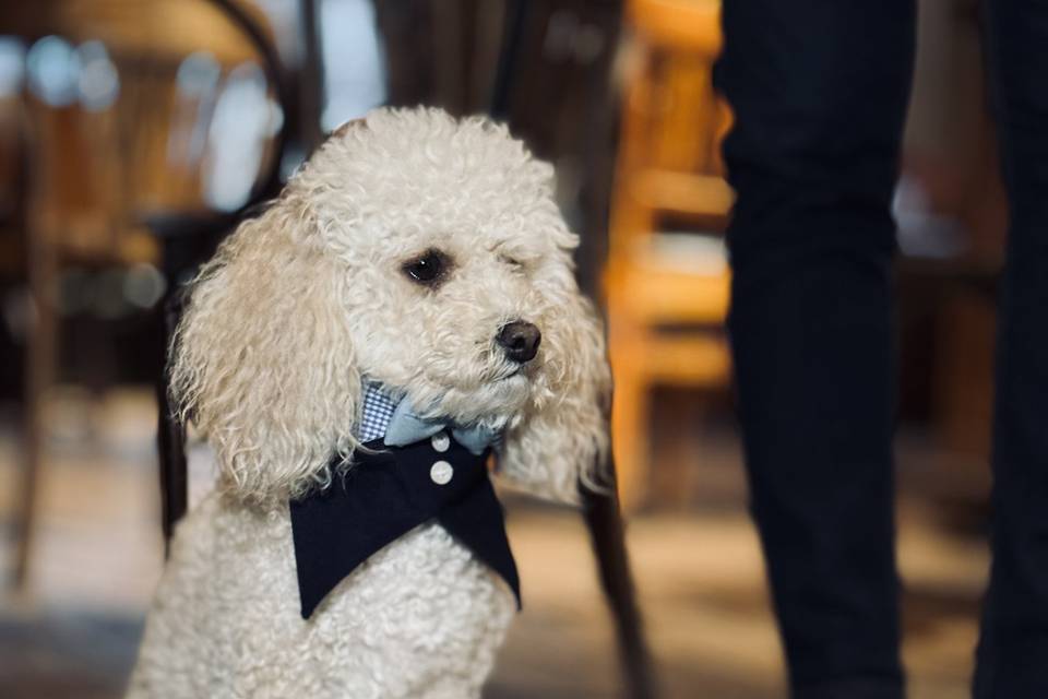 Dog Chaperone London
