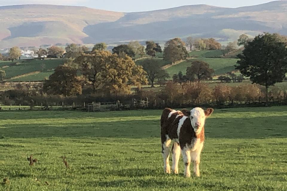 Our front field with Pennines