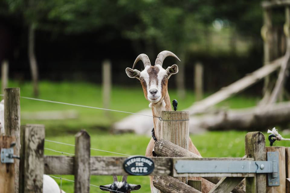 Our inquisitive goats