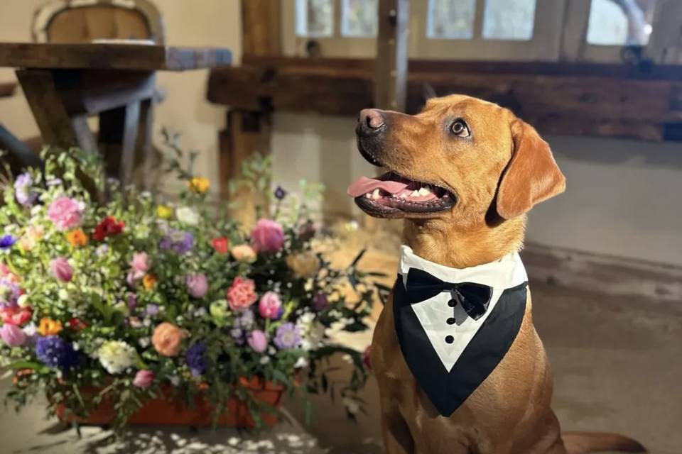 @pennyandpetals