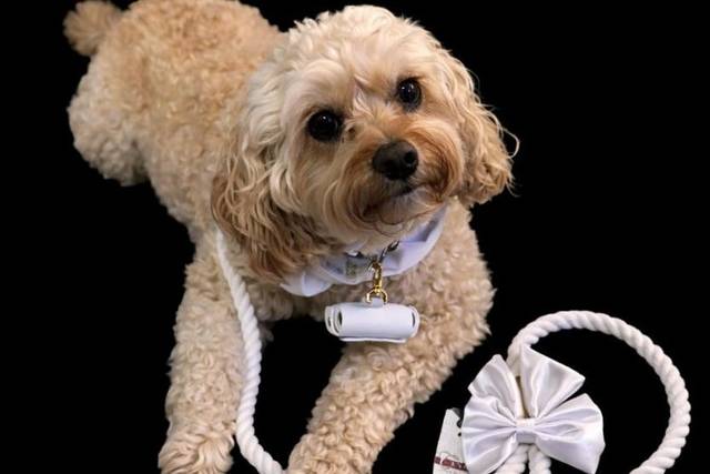 Daisy in her wedding attire